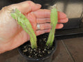 Rooted Cuttings Selenicereus testudo | 2 Pack | Rare Cactus Variety for Indoor Gardening