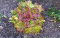 Lettuce Seeds - Leaf Lettuce Prizehead - Heirloom Non-GMO - 50+ Seeds - Great for Home Gardens