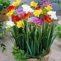 Freesia Seeds Packet - 40 Fresh Seeds - Colorful Fragrant Perennial Flowers - Freesia refracta