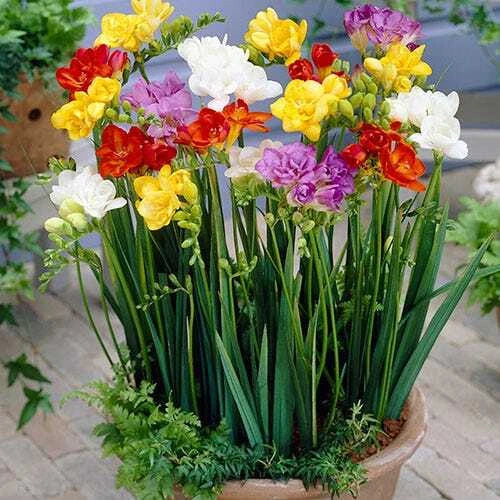 Freesia Seeds Packet - 40 Fresh Seeds - Colorful Fragrant Perennial Flowers - Freesia refracta