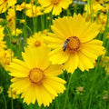 Lance Leaf Coreopsis Seeds - Non-GMO Wildflower Seeds - Coreopsis lanceolata - Garden Flower Seeds for Borders & Pollinators