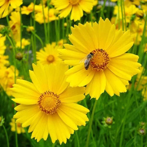 Lance Leaf Coreopsis Seeds - Non-GMO Wildflower Seeds - Coreopsis lanceolata - Garden Flower Seeds for Borders & Pollinators