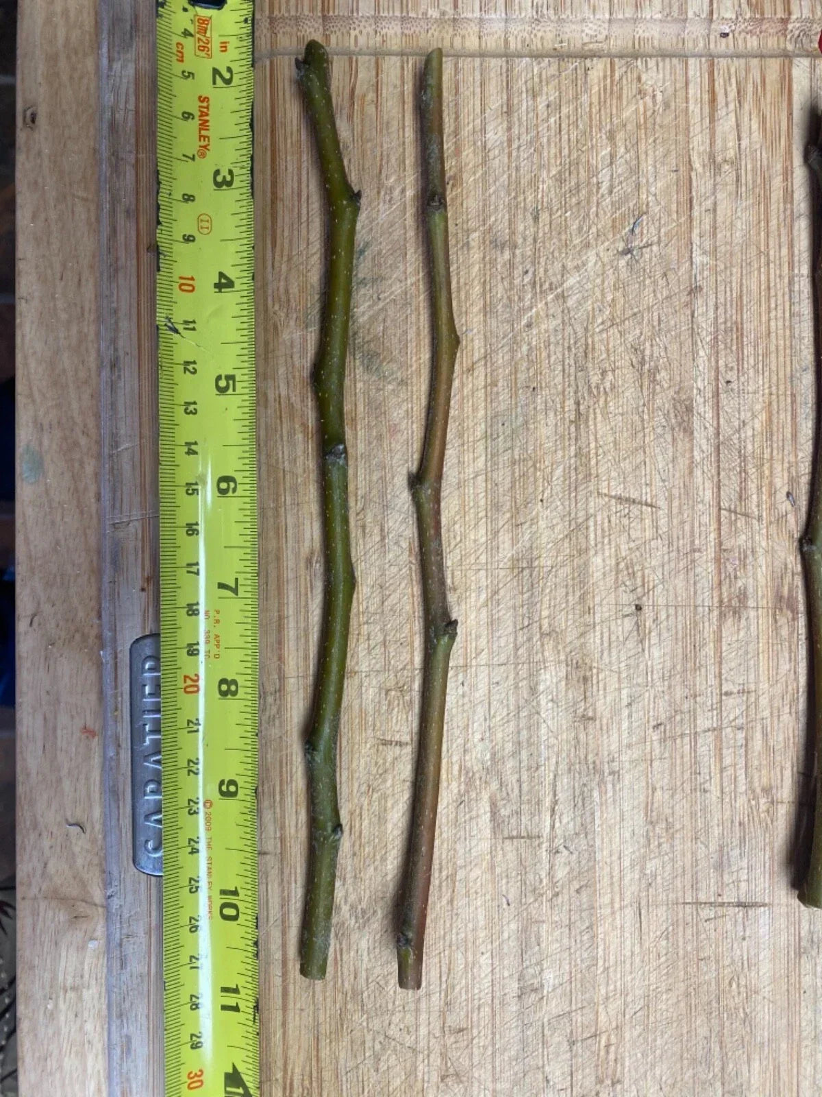 Fruit Tree Cuttings - Scion Wood for Grafting - Apple, Plum, Peach, Fig, Cherry, Mulberry - Malus, Prunus, Ficus, Morus