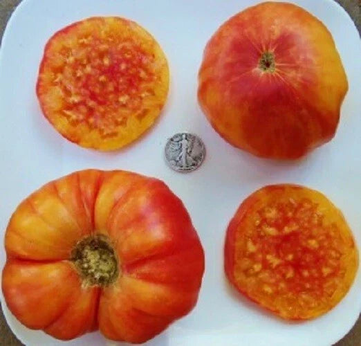 Hillbilly Bi-Color Tomato Seeds - Heirloom Solanum lycopersicum, 25 Pack, Juicy, Sweet, Salad & Salsa Friendly