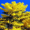 10 Sweet Acacia Seeds | Fast-Growing Mimosa Tree | Acacia farnesiana | Wattle Flower