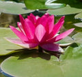 Bright Pink Water Lily Seeds - 5 Pack, Hardy Tropical Nymphaea spp, Flowering Pond and Aquarium Plant