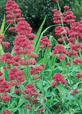 Valerian Seeds - Pink Betty Perennial Flower Seeds for Garden, Centranthus Ruber, Pink Flowers, Pollinator Attractant, 100 Seeds