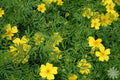 Marigold Seeds Lemon Gem Bright Yellow Tagetes patula, Lemon Scented, 100 Pack, Easy to Grow, Pollinator Attracting, Ships Free