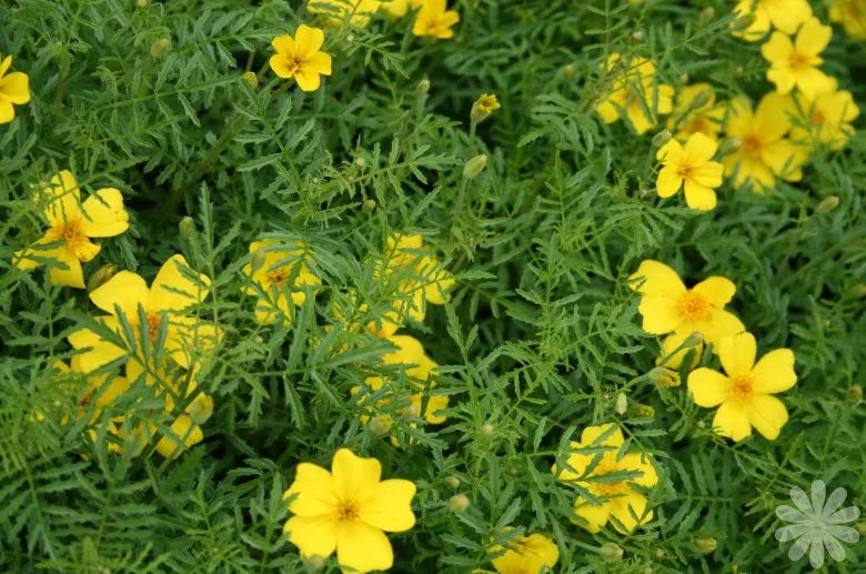 Marigold Seeds Lemon Gem Bright Yellow Tagetes patula, Lemon Scented, 100 Pack, Easy to Grow, Pollinator Attracting, Ships Free