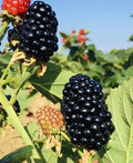 Blackberry Plants 3-Inch Pots | Sweet Juicy Fruit Bushes | Rubus fruticosus | Ready-to-Plant Live Berry Plants (2-Pack)