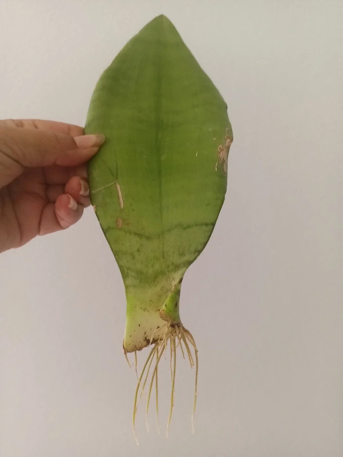 Snake Plant, 2 Inch Pot, Rooted, Sansevieria trifasciata 'Moonshine' Indoor Plant, Low Maintenance, Air-Purifying