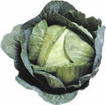 1000+ Cabbage Seeds - Heirloom Early Jersey Wakefield Brassica oleracea var. capitata Non-GMO for Home Garden