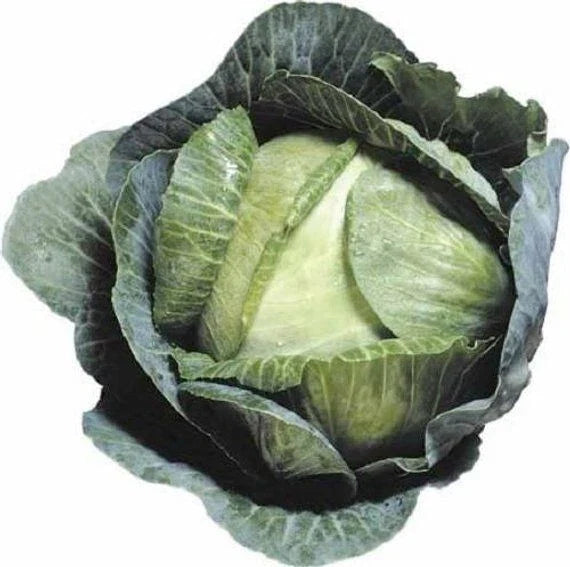 1000+ Cabbage Seeds - Heirloom Early Jersey Wakefield Brassica oleracea var. capitata Non-GMO for Home Garden