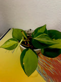 Philodendron Brazil Live Plant in 3-Inch Pot, Variegated Green and Cream Foliage, Philodendron hederaceum