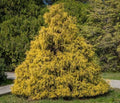 Weeping Cypress Pine Seeds - 25 Non-GMO Seeds - Hesperocyparis funebris - Drought-Tolerant Evergreen Tree