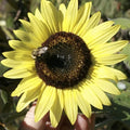 LEMON QUEEN SEEDS - 25+ Large Colorful Rare Seeds - Beautiful Flowering Plant - Helianthus annuus