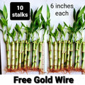 Lucky Bamboo Plants 6-Inch Potted Dracaena sanderiana 10 Pack with Free Gold Wire Indoor Feng Shui Gift