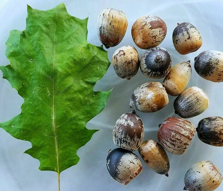 Eastern Black Oak Acorns Seeds - 50 Seeds - Quercus velutina - Mature Height 50-70 ft - Zone 4 to 8 - Shiny Oval Acorns