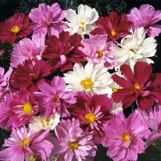 Cosmos Seeds 200 Count PSYCHE Mix Non-GMO Frilly Double Petals for Garden, Borders & Containers - Cosmos bipinnatus