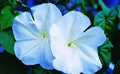 Moonflower Seeds for Planting - Night Blooming, Fragrant, 100+ Seeds, Ipomoea alba