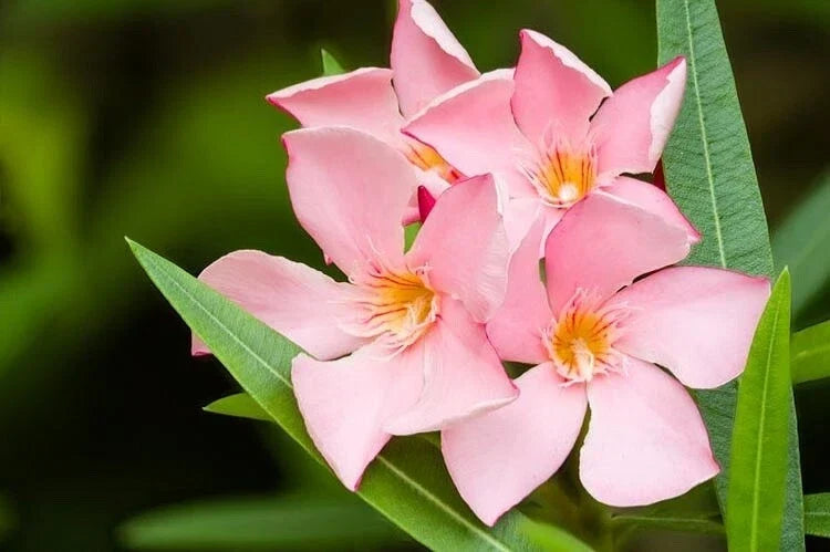 Oleander Seeds - Salmon Pink Flowers - Nerium oleander - Bushy Shrub for Garden & Landscape