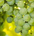 Organic Niagara Grape Seeds - 35 Count, Sweet White Vitis labrusca for Eating & Wine Production