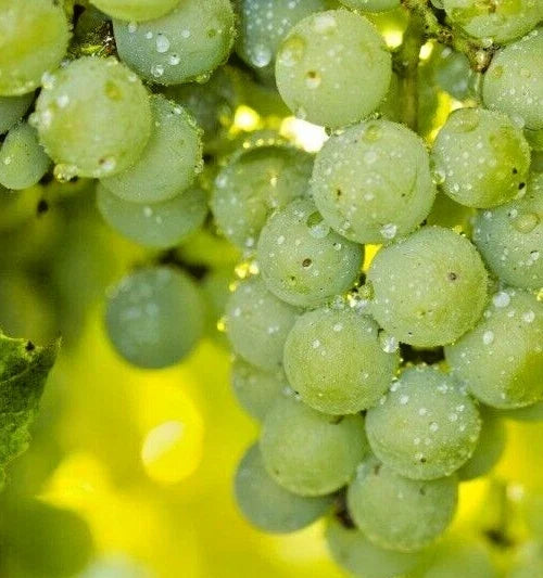Organic Niagara Grape Seeds - 35 Count, Sweet White Vitis labrusca for Eating & Wine Production