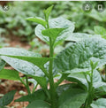 Green Malabar Short Vine Spinach Seeds - Basella alba - 50+ Pack, Edible Vine, Vietnamese Mung Toi Khong Leo