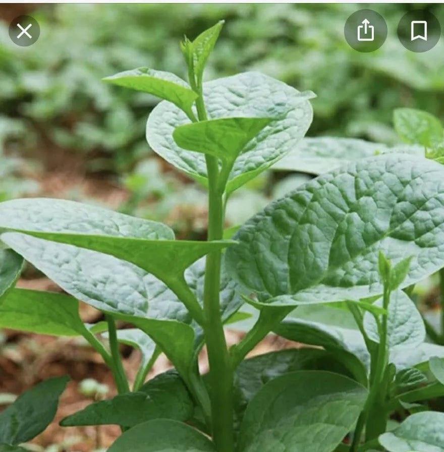 Green Malabar Short Vine Spinach Seeds - Basella alba - 50+ Pack, Edible Vine, Vietnamese Mung Toi Khong Leo