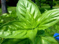 Lemon Basil Seeds 1500+ Organic Heirloom Non-GMO Herb Ocimum Basilicum for Culinary Gardens