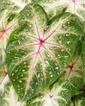Galaxy Caladium Bulbs for Planting - Colorful Tropical Foliage Plants