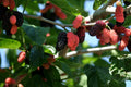 Illinois Everbearing Mulberry Live Plant - Fruiting Starter Tree, Morus alba, Free Shipping