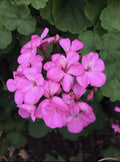 Hardy Pink Geranium Cuttings - Fragrant Pelargonium for Garden, Container, or Border Planting - 12 Pack
