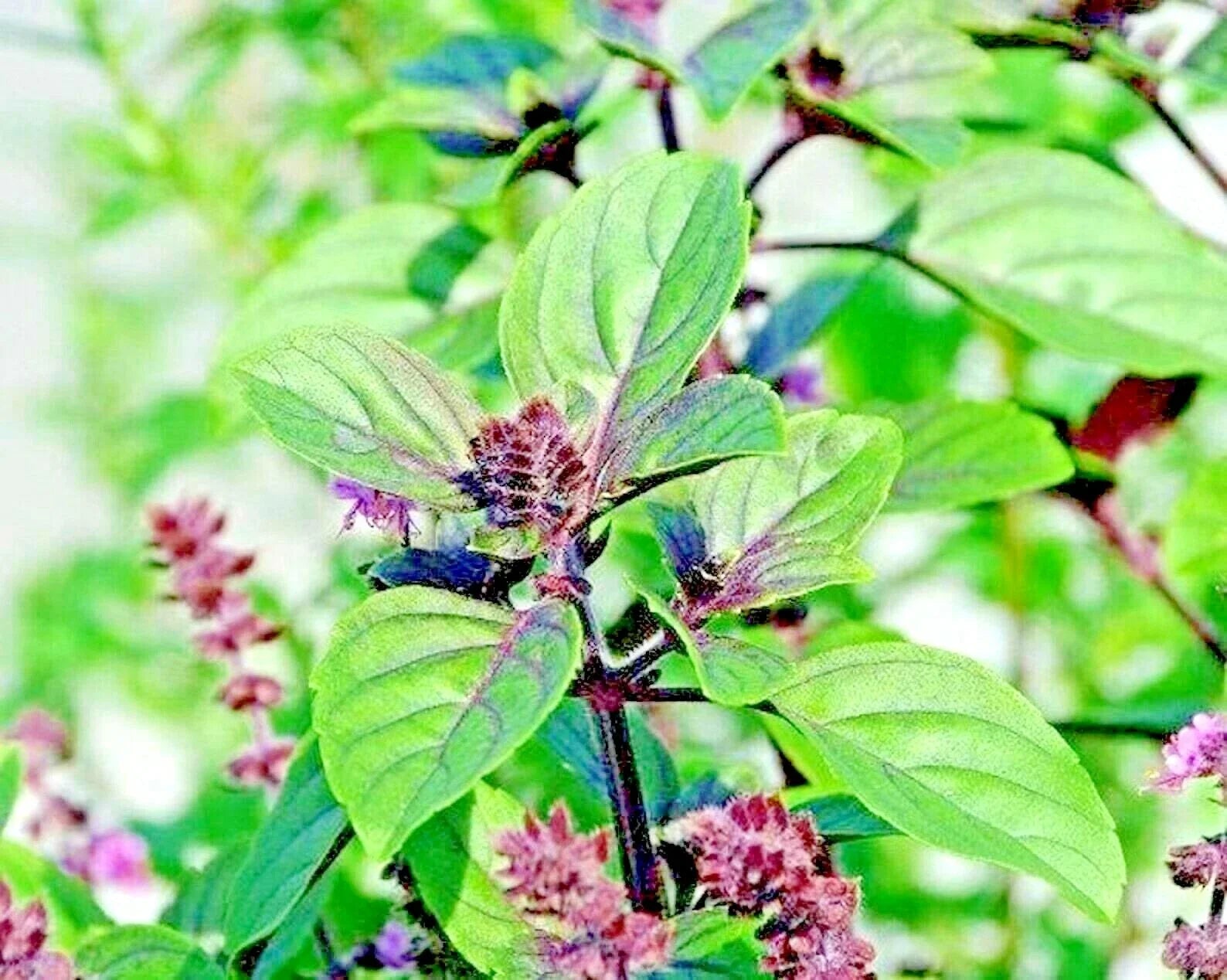 Cinnamon Basil Seeds - 600+ Heirloom Perennial Herb - Insect Repellent (Ocimum basilicum) - Spring Planting