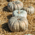 Jarrahdale Pumpkin Seeds - 25+ Pack - Heirloom Cucurbita maxima - USA Grown