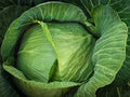 Cabbage Seeds 200+ Count Brunswick Heirloom Non-GMO Brassica oleracea for Gardening