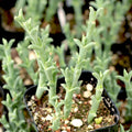 Ruschia Uncinata 'Doringvygie' Succulent Live Plant - 2 Inch Groundcover for Garden & Indoor Decor