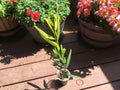 Acacia Golden Wattle Tree Sapling - 1 Year Old, 15 Inches - Acacia pycnantha, Bright Yellow Flowers, Low Maintenance, Full Sun