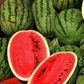 Jubilee Improved Watermelon Seeds – Heirloom Non-GMO Citrullus lanatus, Large Juicy Fruit, Pack of 25 Seeds