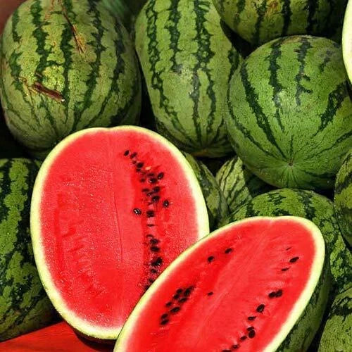 Jubilee Improved Watermelon Seeds – Heirloom Non-GMO Citrullus lanatus, Large Juicy Fruit, Pack of 25 Seeds