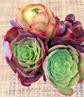 Aeonium Cuttings Set of 4 – 5 Inch Diameter – Succulent Variety – Aeonium spp.
