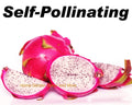 Dragon Fruit Cuttings - 4 Self-Pollinating White Flesh Pitaya Cuttings - Hylocereus undatus