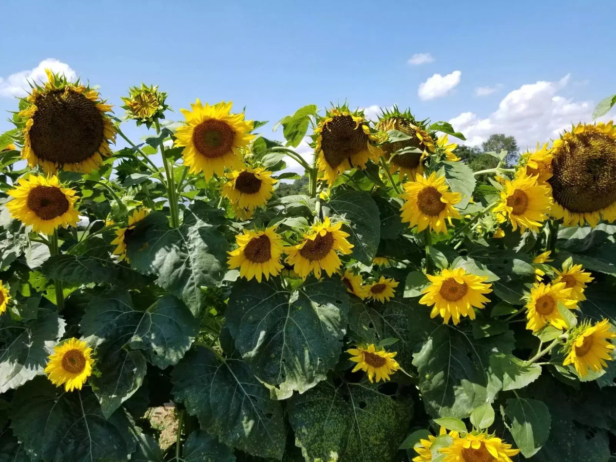 Black Oil Sunflower Seeds - Heirloom Non-GMO Pack of 100+ Helianthus annuus for Bird Feed & Cooking