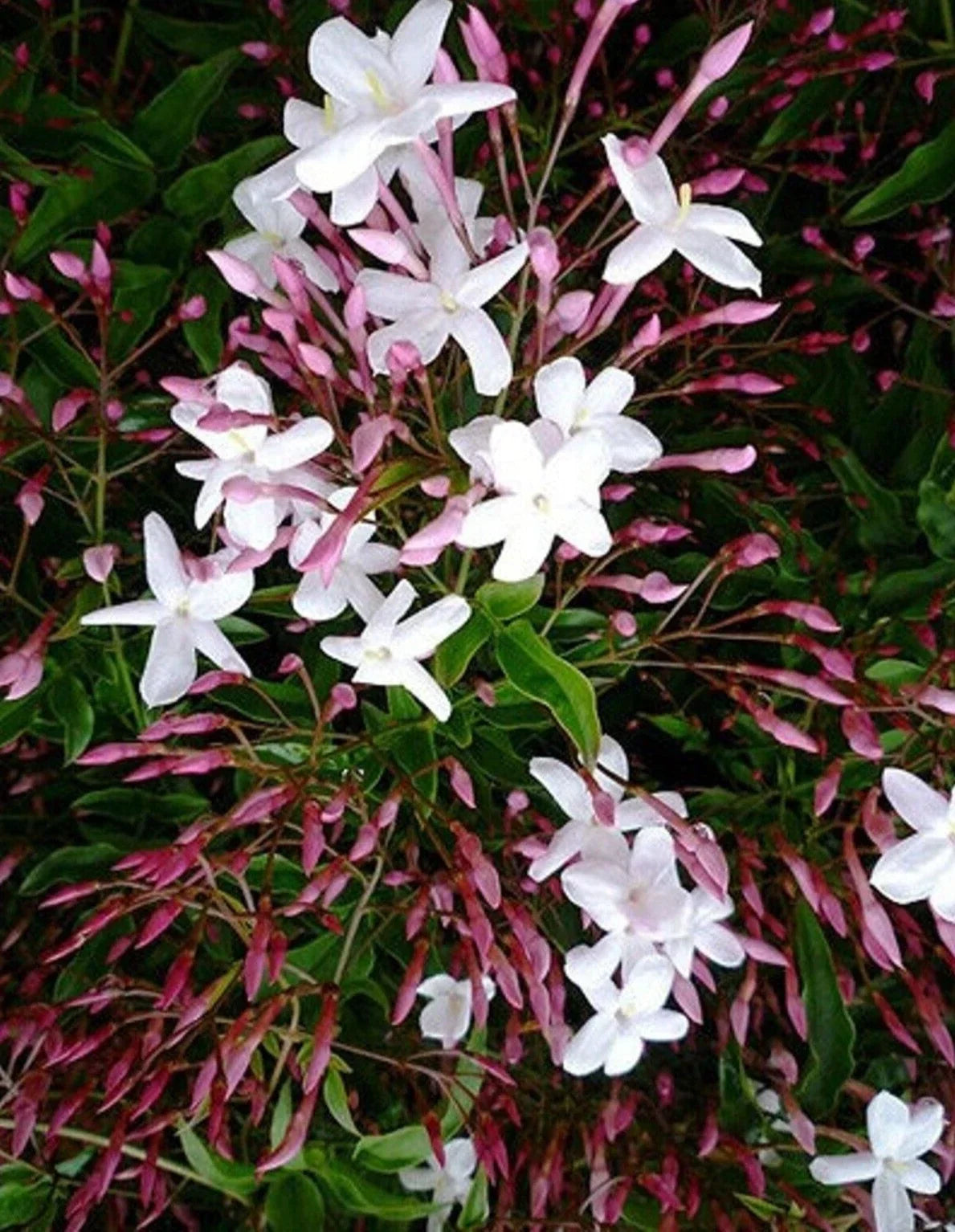 Pink Star Jasmine Cuttings 12" - Polyanthum - Fragrant Climbing Vine - Ideal for Gardens and Trellises