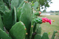 Prickly Pear Cactus Plant - Rooted Opuntia with Edible Nopal & Fruit, Drought-Tolerant, Full Sun, Hardy in Zones 9-11
