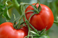 Manitoba Tomato Seeds - Cool Climate Non-GMO Prairie Tomato (Solanum lycopersicum) for Container & Small Gardens