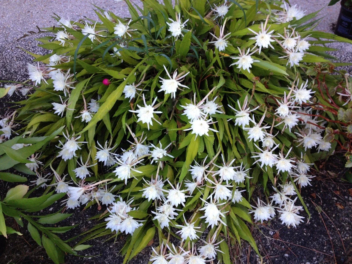 Cereus Night Blooming Cactus - 7-8” Live Rooted Healthy Plant - Fragrant Succulent - Cereus peruvianus