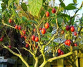 Tomato Tree Seeds 10 Pack Tamarillo Cyphomandra betacea Tropical Fruit Seeds for Planting