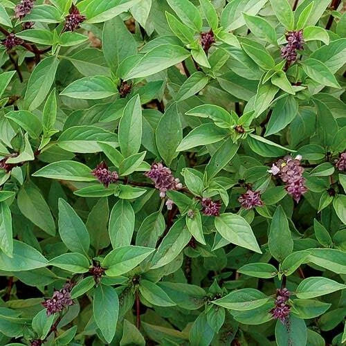 Thai Basil Seeds Pack | Over 300 Seeds | Fragrant Asian Herb | Ocimum basilicum var. thyrsiflora | Indoor & Outdoor Gardening