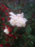 Multi Color Rose Cuttings - 8-Inch Fresh Rosa spp. Vibrant Floral Arrangement